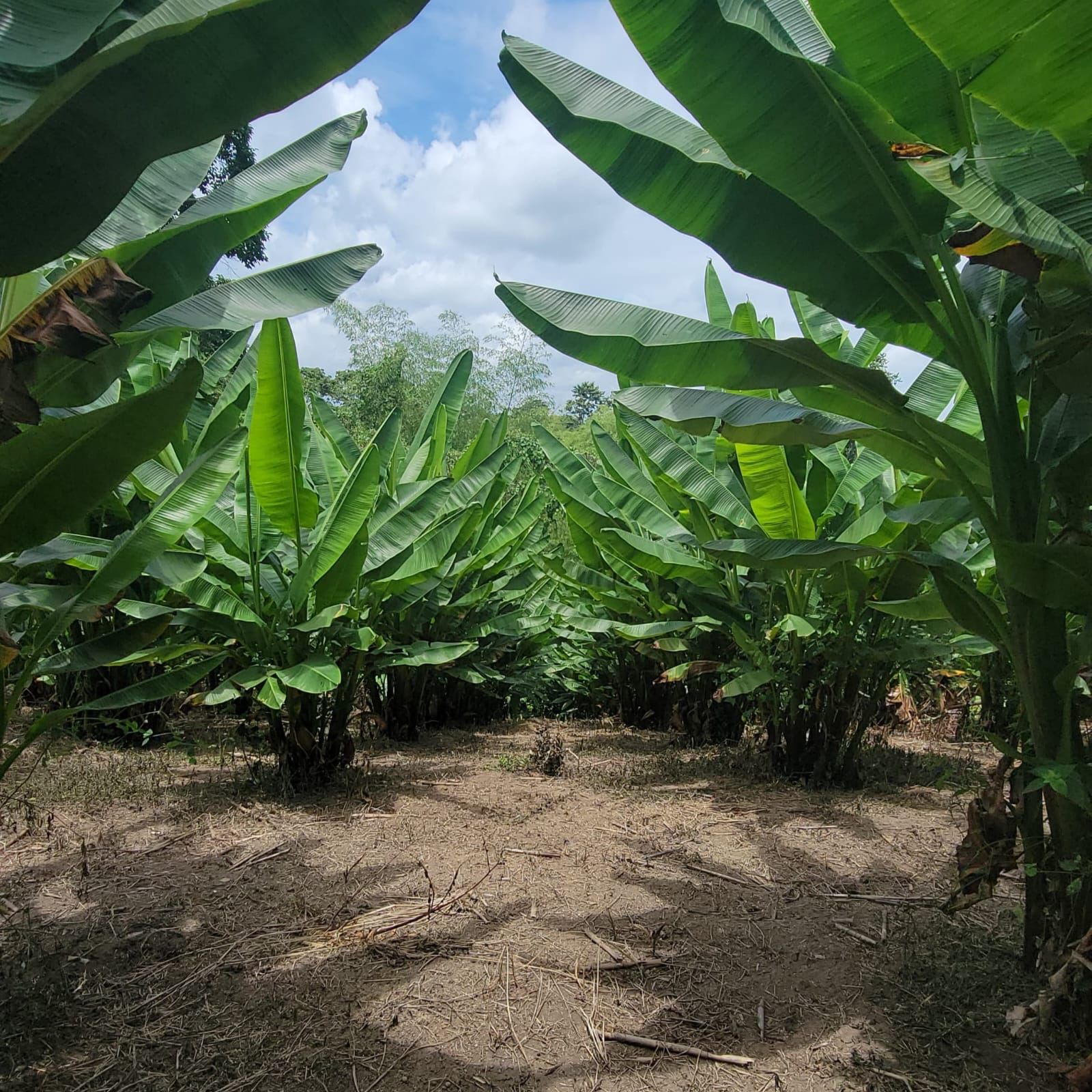 an abaca farmland