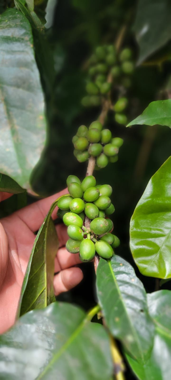 green fruit