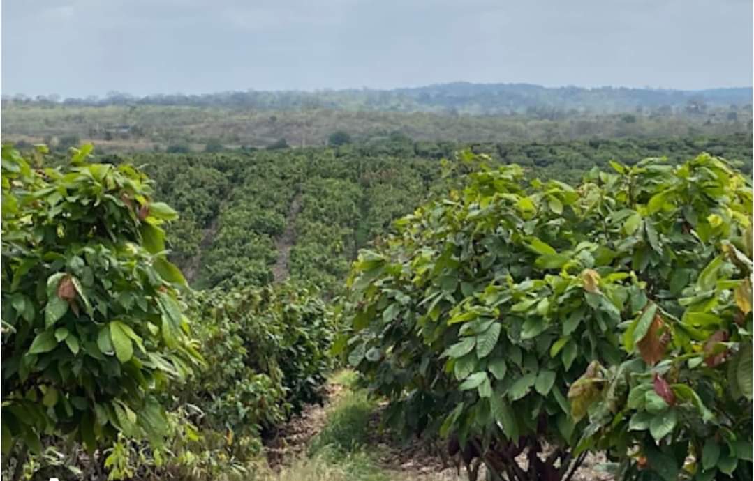 an abaca farmland