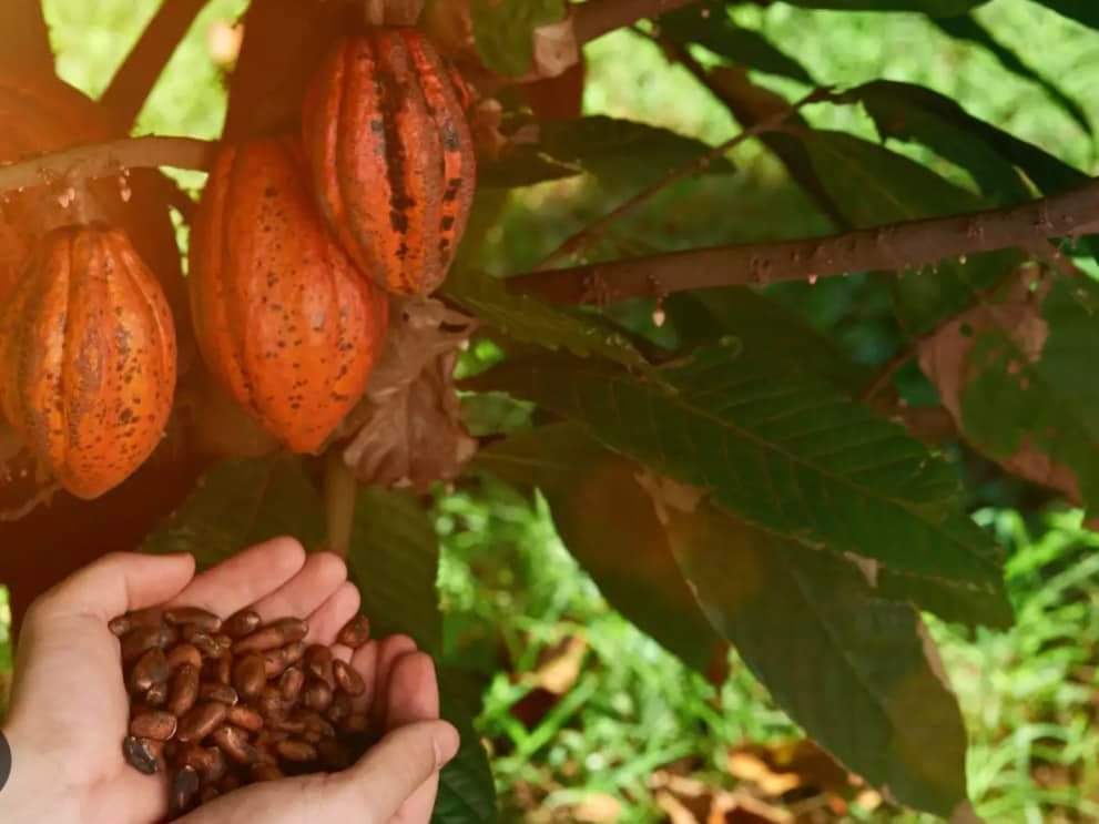 holding coffee beans with both hands neaer a coffee tree