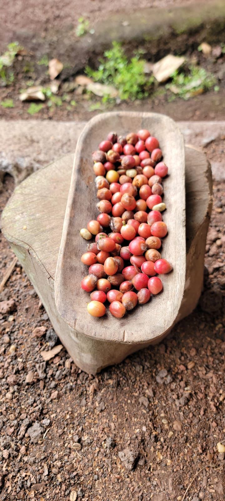 grains on a wooden plate on top of a rock