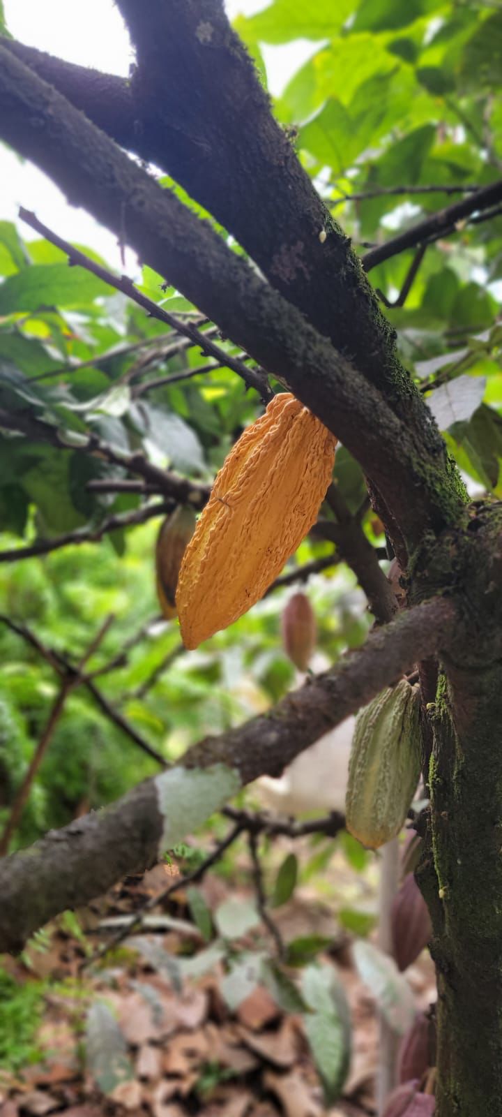 a cacao fruit hanging for a tree