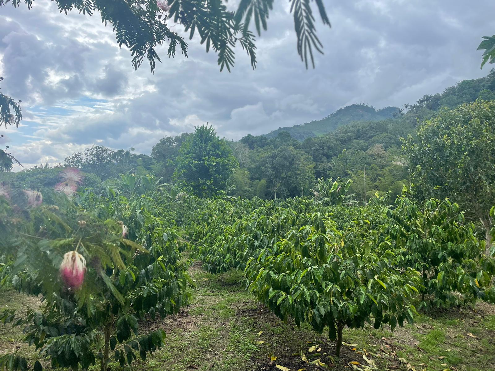 an abaca farmland