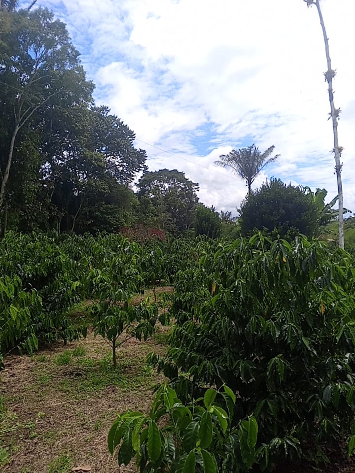 an abaca farmland