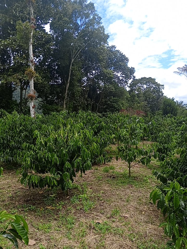 an abaca farmland