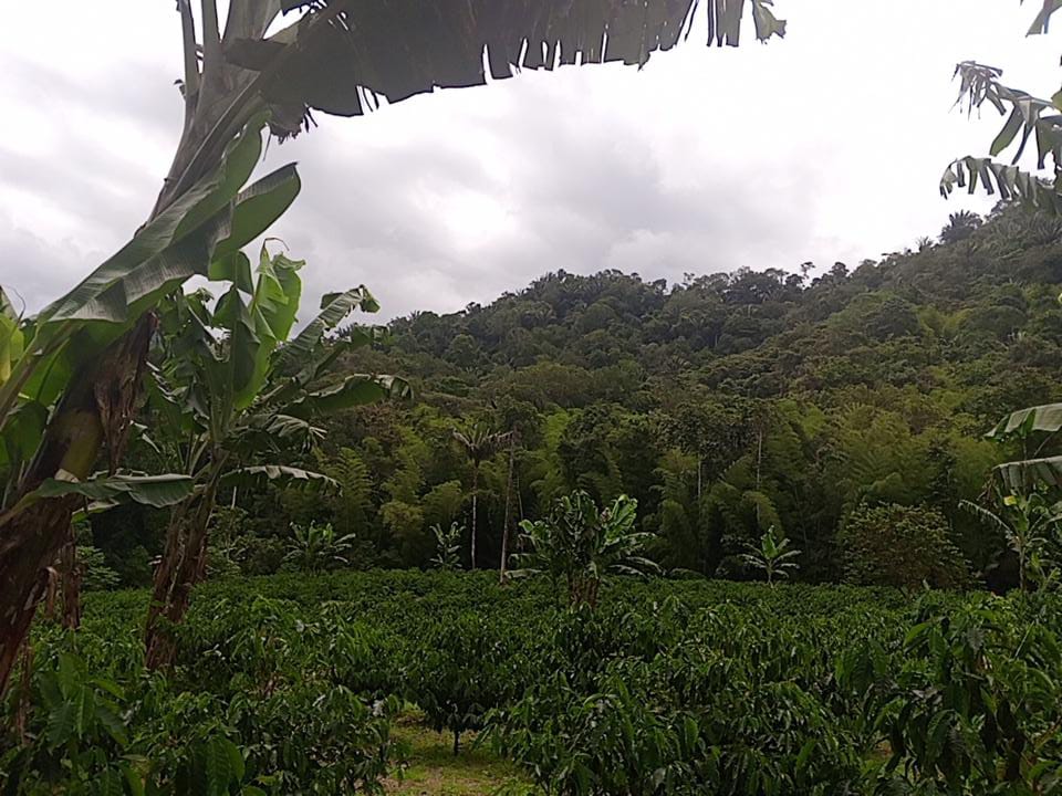 an abaca farmland