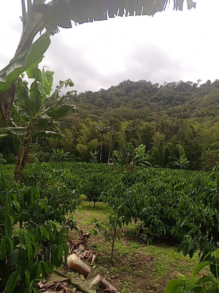 an abaca farmland