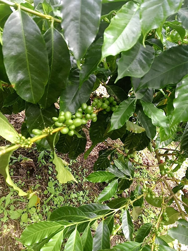 an abaca farmland