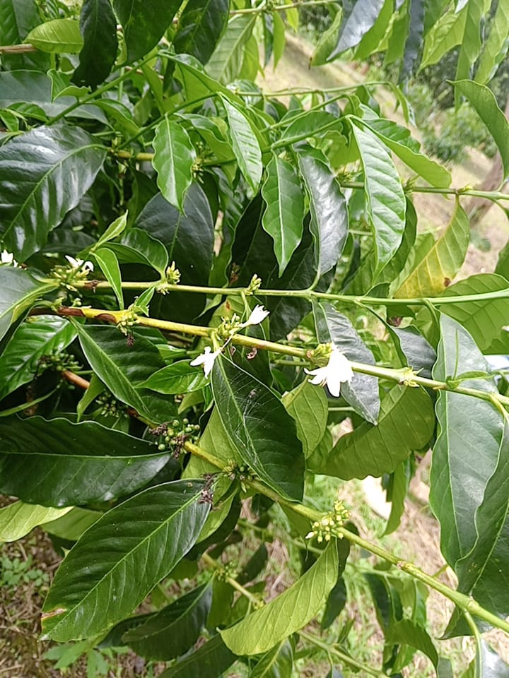 an abaca farmland