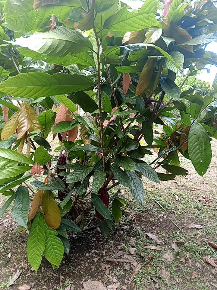 an abaca farmland