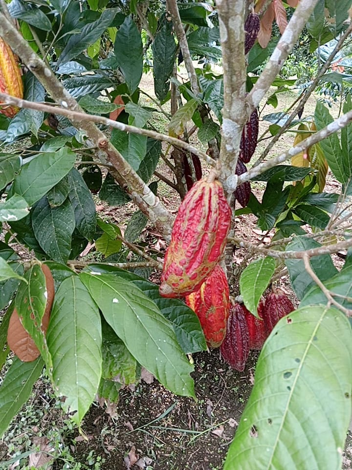 an abaca farmland