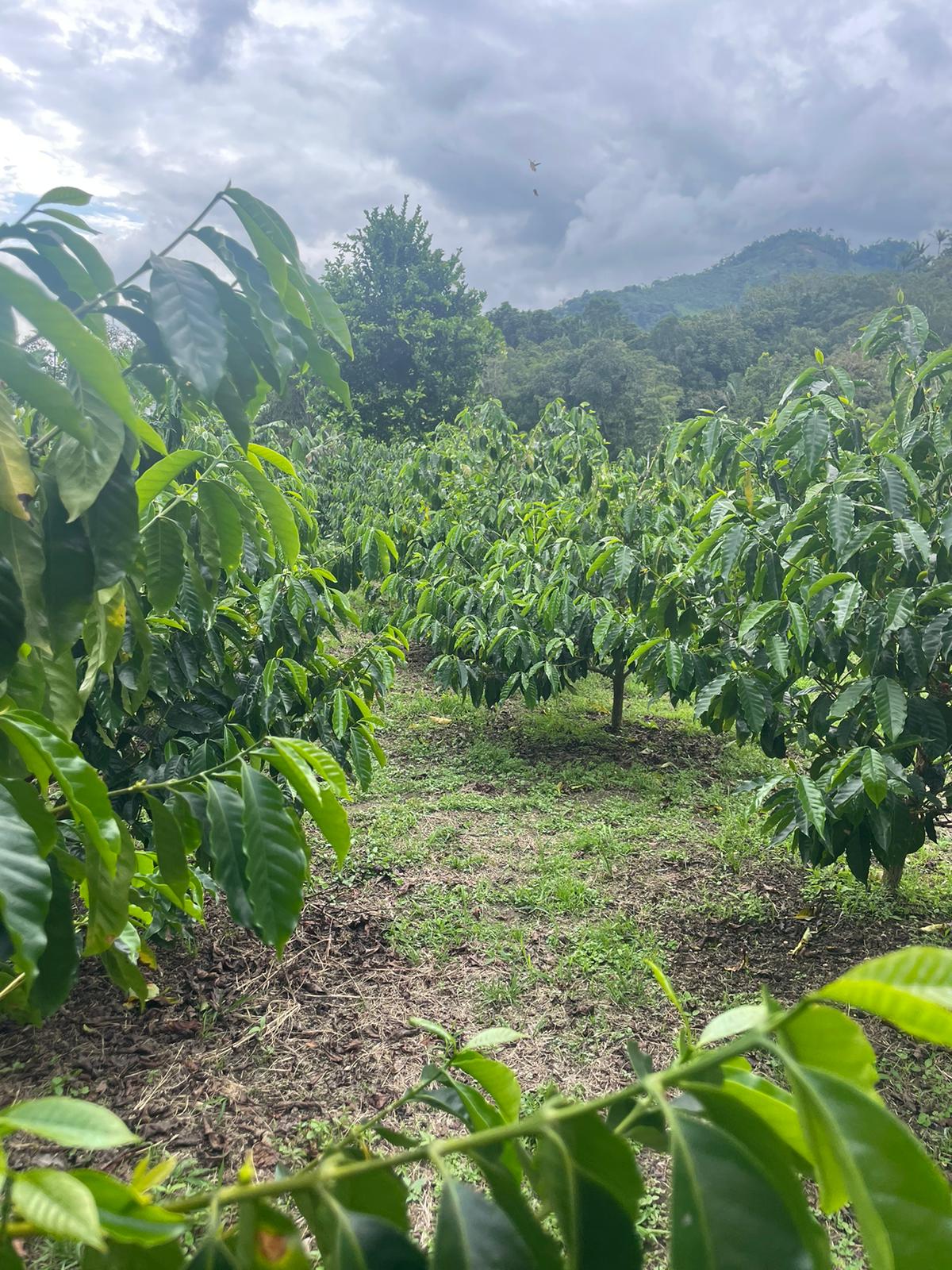 an abaca farmland