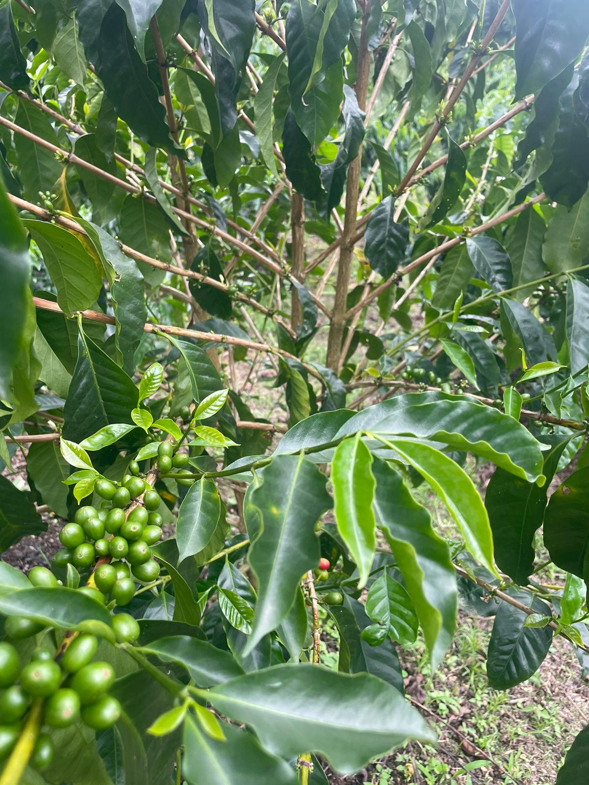 an abaca farmland